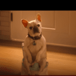 Potty training the dog. Source: Screenshot official trailer